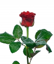Изображение товара Троянда Ель Торо (El Toro) висота 50 см